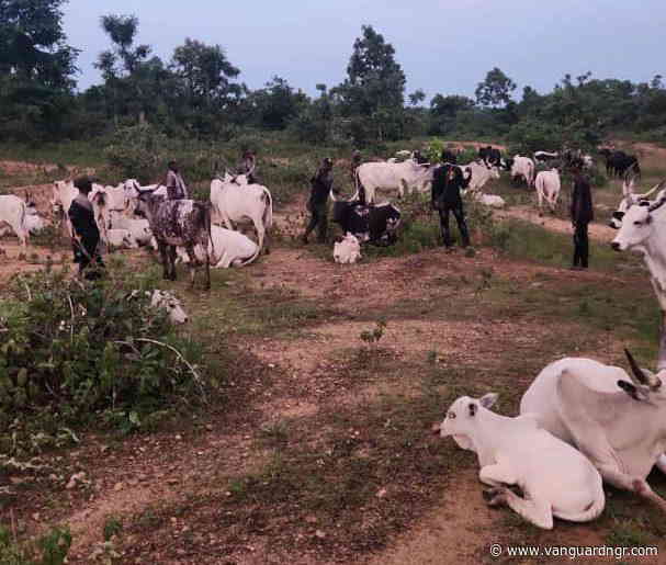 Kogi recovers 1,000 rustled livestock from late Battijo, other bandits