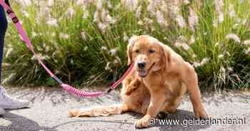 Heeft jouw hond in lente en zomer veel jeuk? Deze onderschatte aandoening kan het zijn