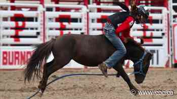 Entertainment or abuse? A closer look at the divisive world of wild pony racing