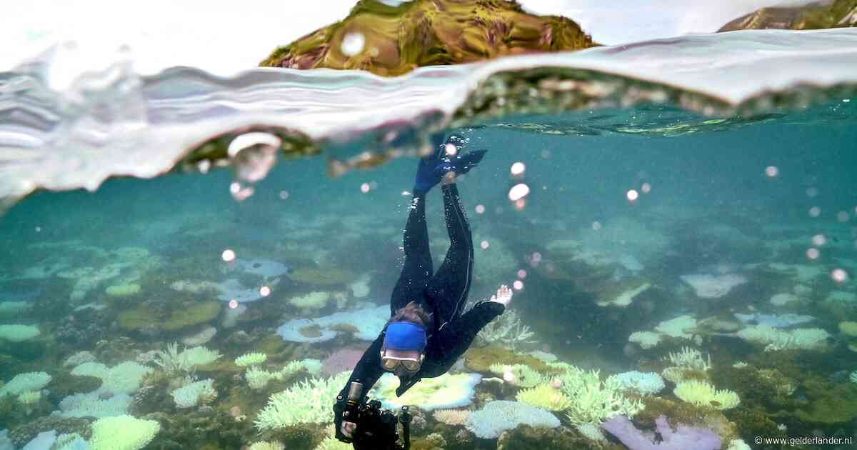 Grote zorgen om bedreigde koraalriffen, toch komt Great Barrier Reef niet op Unesco-lijst