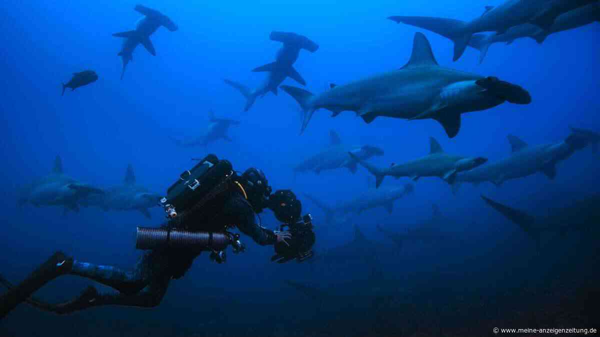 „Dieses Tier trägt ein Preisschild auf dem Rücken“ – Naturfilmer Gregory über seine neue Hai-Doku