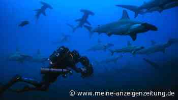 „Dieses Tier trägt ein Preisschild auf dem Rücken“ – Naturfilmer Gregory über seine neue Hai-Doku