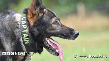 Ex-police dog recovering from spinal surgery