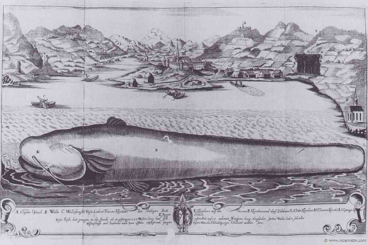 Connaissez-vous Cassie, le « monstre » de ce lac dans le Var qui a défrayé la chronique en son temps ?