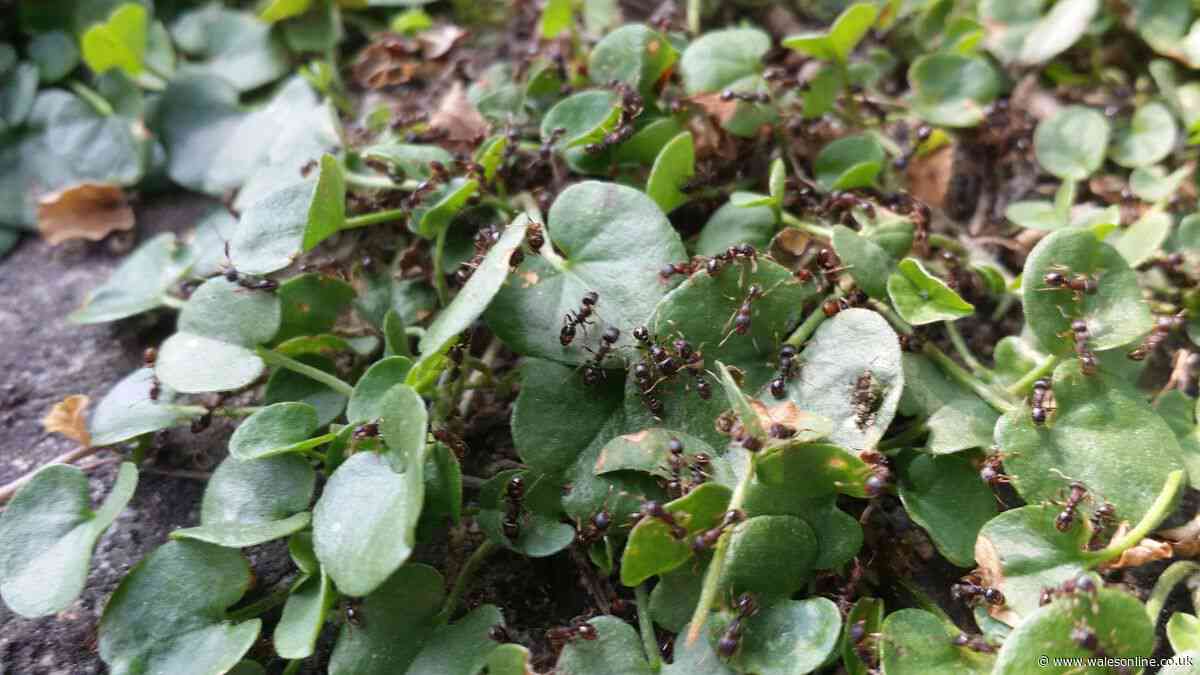 Keep ants out of your garden with one simple item on the lawn