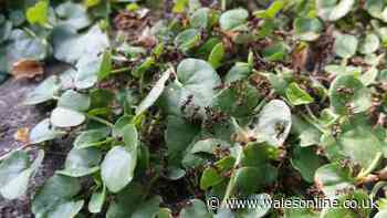 Keep ants out of your garden with one simple item on the lawn