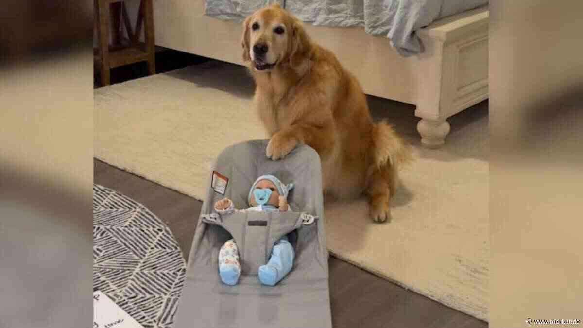 Frauchen erwartet Baby: Golden Retriever als Babysitter? Dieses süße Training geht viral
