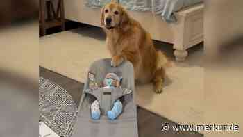 Frauchen erwartet Baby: Golden Retriever als Babysitter? Dieses süße Training geht viral