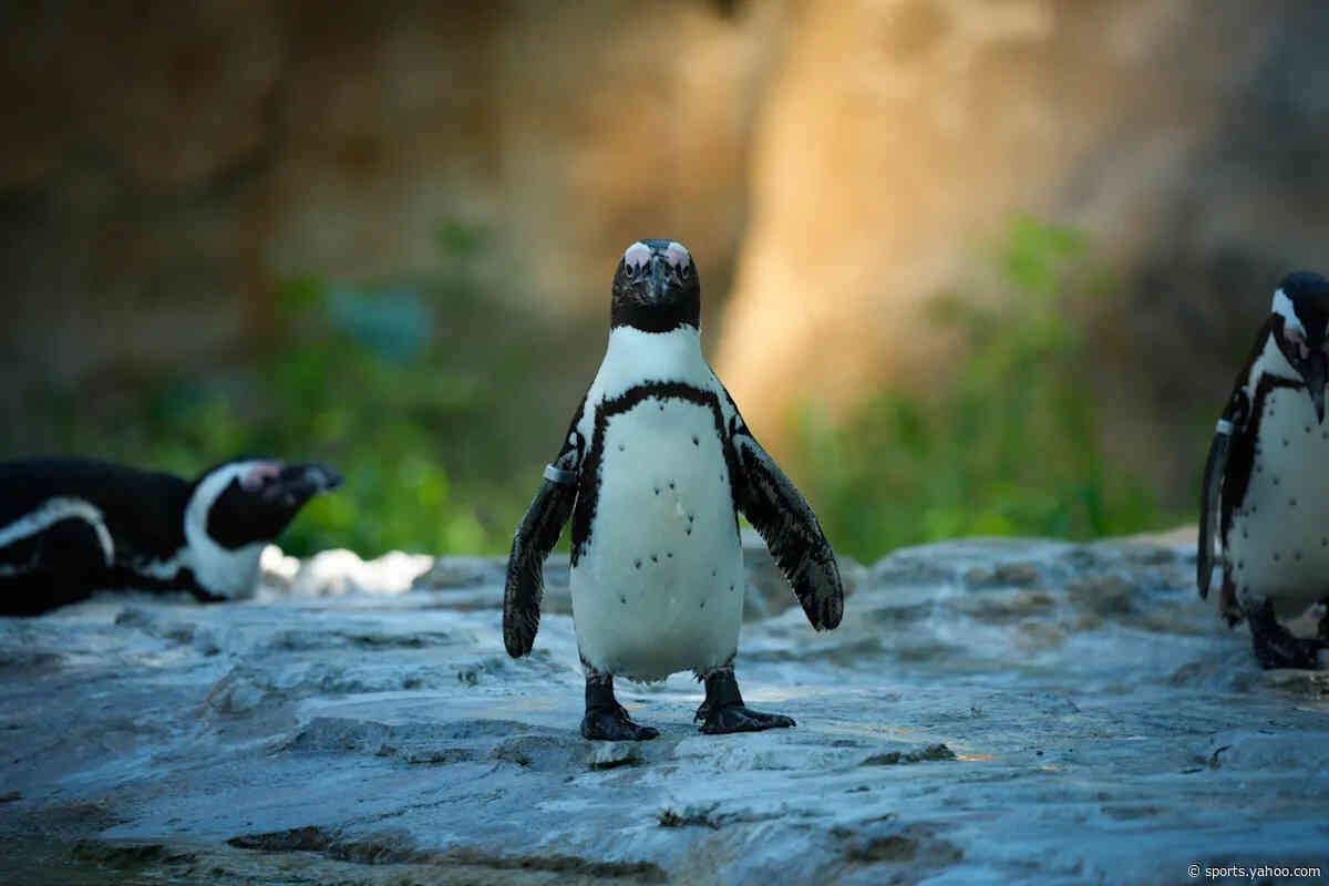Saturday Posted & Toasted Notes: Big Penguin sighting, Rich whiteboards, Kuz bomb