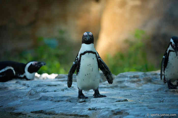 Saturday Posted & Toasted Notes: Big Penguin sighting, Rich whiteboards, Kuz bomb