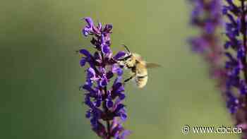 To swat or not? These scientists suggest we rethink our fear toward insects