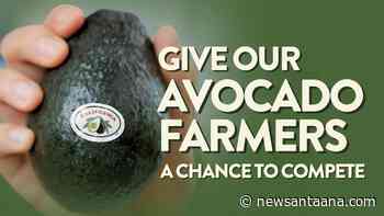 California’s avocado industry demands seasonal protection from Mexican imports