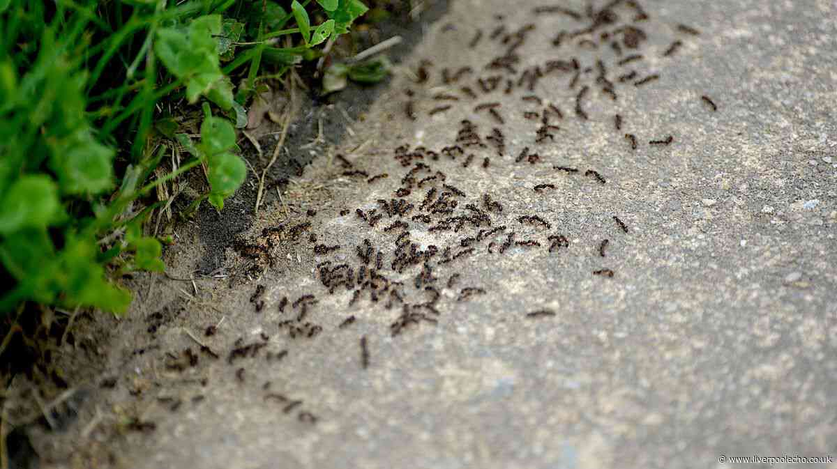A simple item on your grass could stop ants invading your garden