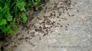 A simple item on your grass could stop ants invading your garden