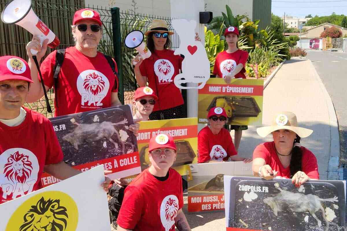 « Les pièges à colle sont extrêmement cruels pour les animaux » : une manifestation tendue pour l’association PAZ devant ce magasin de jardinerie à Antibes