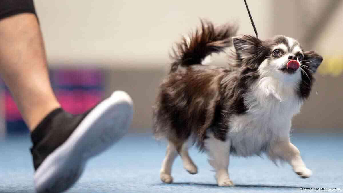 Mann (31) klaut Chihuahua und bedroht Passanten mit dem Tod