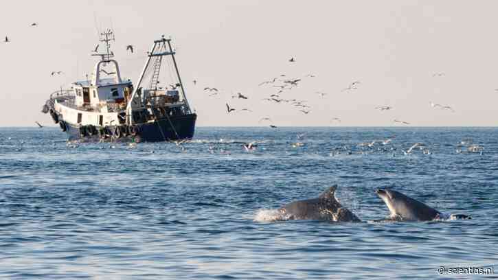 Waarom dolfijnen in de Adriatische Zee steeds vaker vissersboten volgen