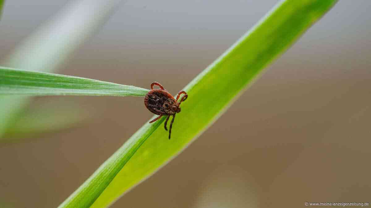 Zwei Methoden gegen Zecken im Garten – von denen Sie wahrscheinlich noch nie gehört haben