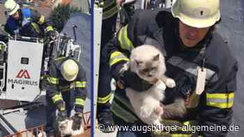 Tierischer Einsatz: Augsburger Feuerwehr rettet hilflose Katze von einem Dach