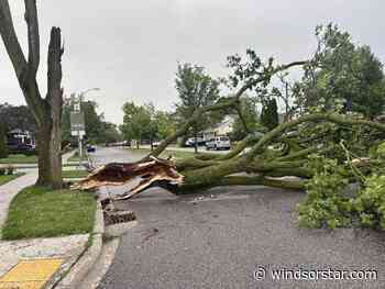 Powerful storm topples trees, leaves damage across Windsor-Essex