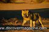 A Small Pride of Marine Lions Learned to Hunt Seals on the Skeleton Coast, and Their Cubs Are Learning, Too