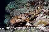 A New Walking Shark Species Has Brown Freckles, White Dashes, and an Uncertain Future