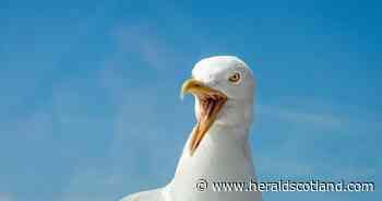Man arrested after seagull allegedly 'used as weapon'