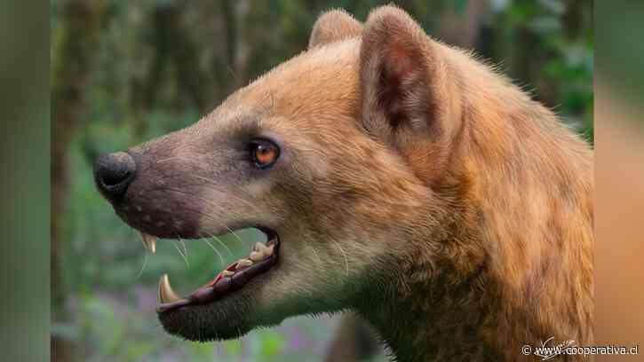 Científicos descubrieron a un "perro oso" que vivió hace 16 millones de años
