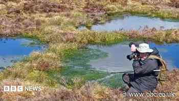 Scientist dubbed The Bogfather is restoring peatland to fight climate change