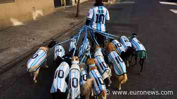 Dogs don Argentina shirts as World Cup fever grips Buenos Aires