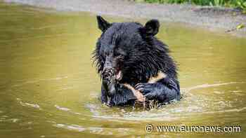 Rescued bile bears released in Denmark forest
