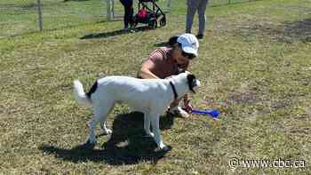 New Winnipeg dog park includes separate small dog off-leash area