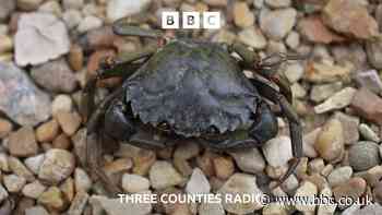 Crabs ‘invade’ landlocked Bedfordshire town