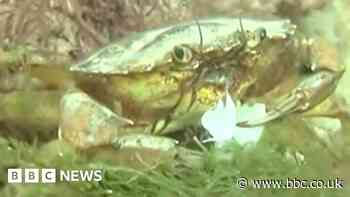 Watch: Mystery crab invasion in landlocked town
