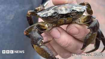 Crabs invade garden shed... 50 miles from the sea