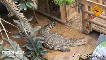Boy, 3, had five surgeries after crocodile attack