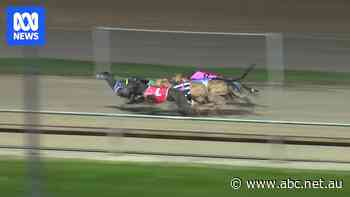 The greyhound races Tasmanian authorities don't want you to see