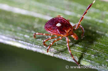 More people than thought may be at risk for red meat allergy caused by ticks