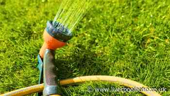Lawns will turn out thicker and greener if one bathroom item is scattered on the grass