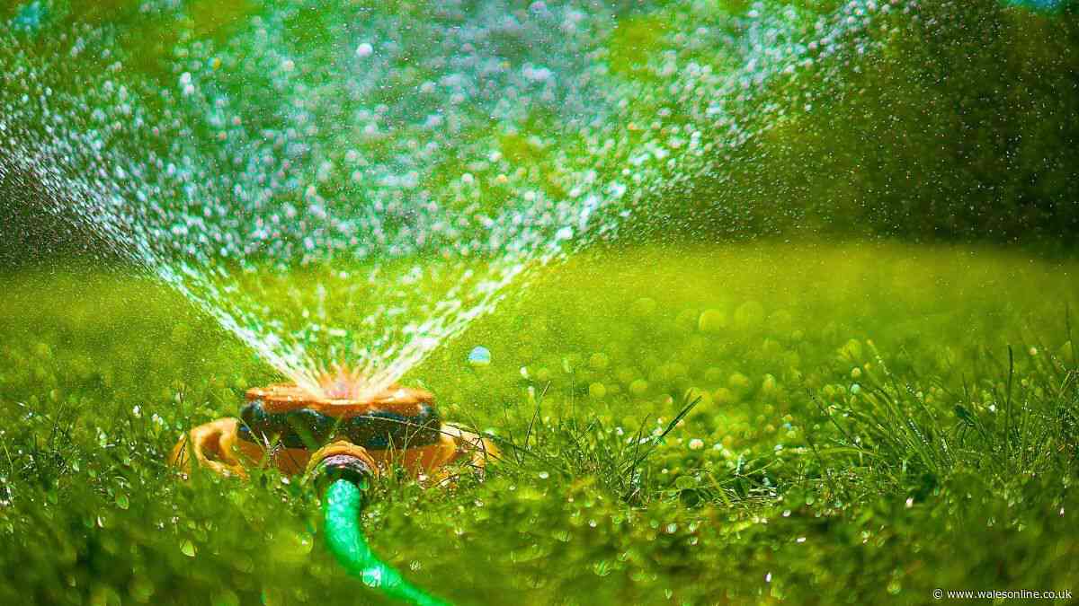 Lawns will stay thick and green all summer if watered with one simple bathroom item