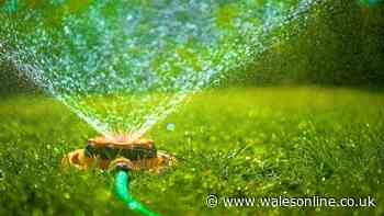 Lawns will stay thick and green all summer if watered with one simple bathroom item