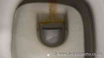 Toilets will be free of limescale and stains when 1 overlooked task is done