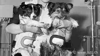 Tiere im Weltall: Pioniere wider Willen