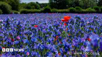 Floral feast for the senses as weather cools