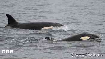 Why are more Orcas being spotted off Northumberland?