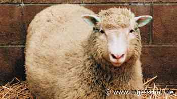 30 Jahre nach "Dolly": Wie das Klonschaf die Forschung veränderte