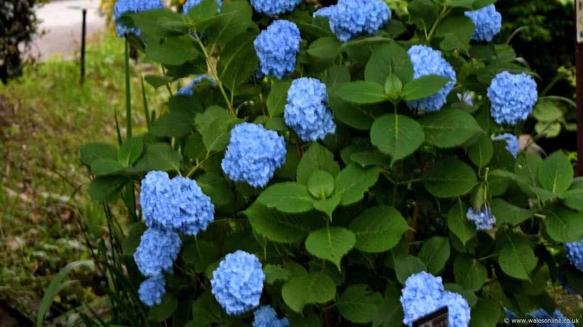 Hydrangeas will 'bloom better' and turn 'deepest blue' with one addition