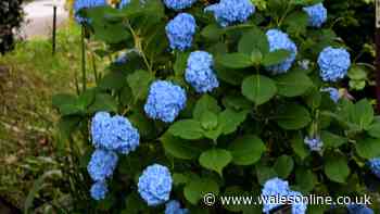 Hydrangeas will 'bloom better' and turn 'deepest blue' with one addition