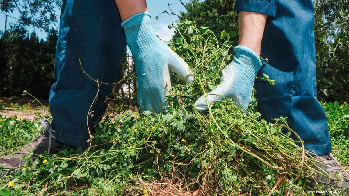 Garden weeds will be smothered to death if you copy landscapers' simple method