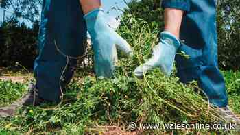 Garden weeds will be smothered to death if you copy landscapers' simple method